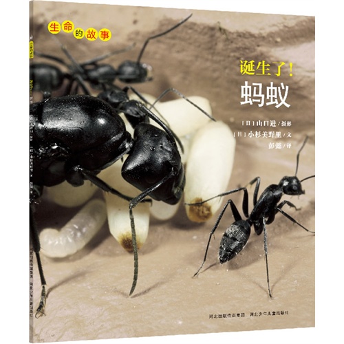 生命的故事:诞生了!蚂蚁