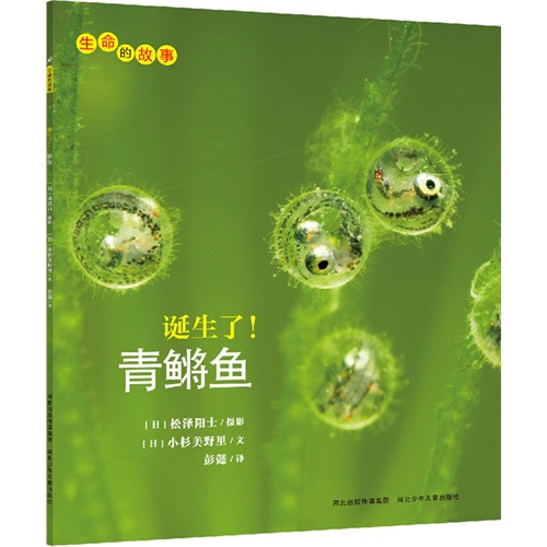 生命的故事:诞生了!青鳉鱼