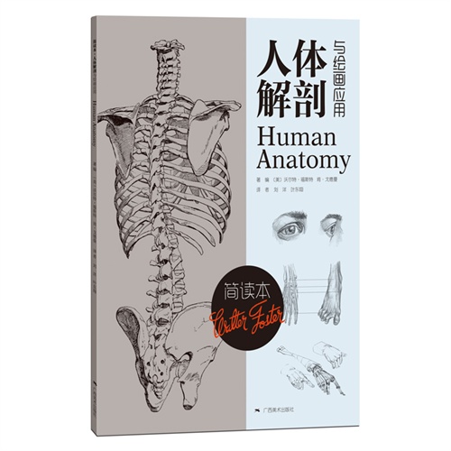 人体解剖与绘画应用-简读本
