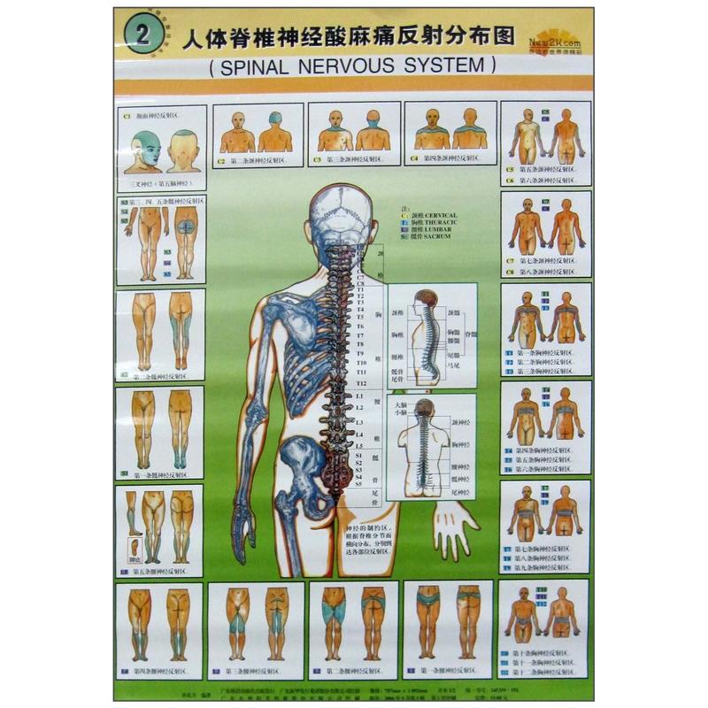 人体脊椎神经分布病变图-(3)