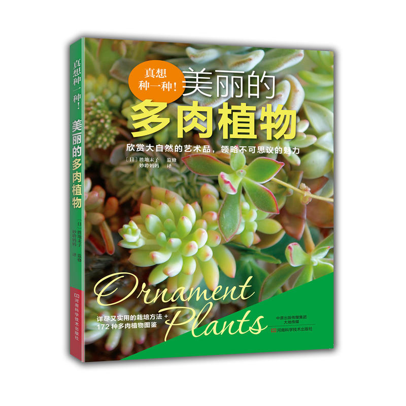 美丽的多肉植物