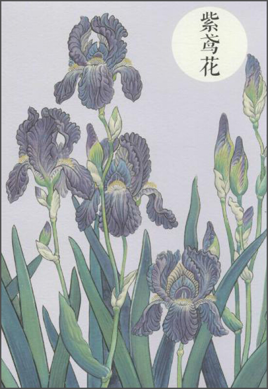 祝大年格调笔记系列紫鸢花