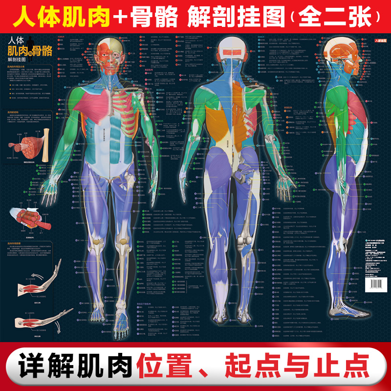 人体肌肉与骨骼解剖挂图