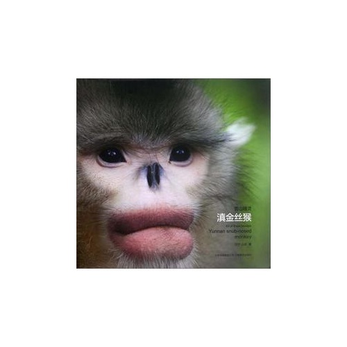 雪山精灵 滇金丝猴
