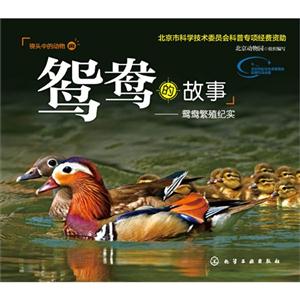 鸳鸯的故事-鸳鸯繁殖纪实-技术教育社区