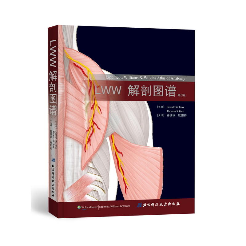 LWW解剖图解