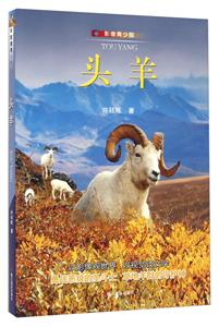 头羊-影像青少版-技术教育社区