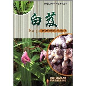 白芨