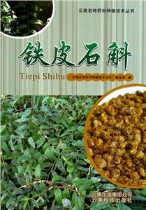 铁皮石斛-技术教育社区